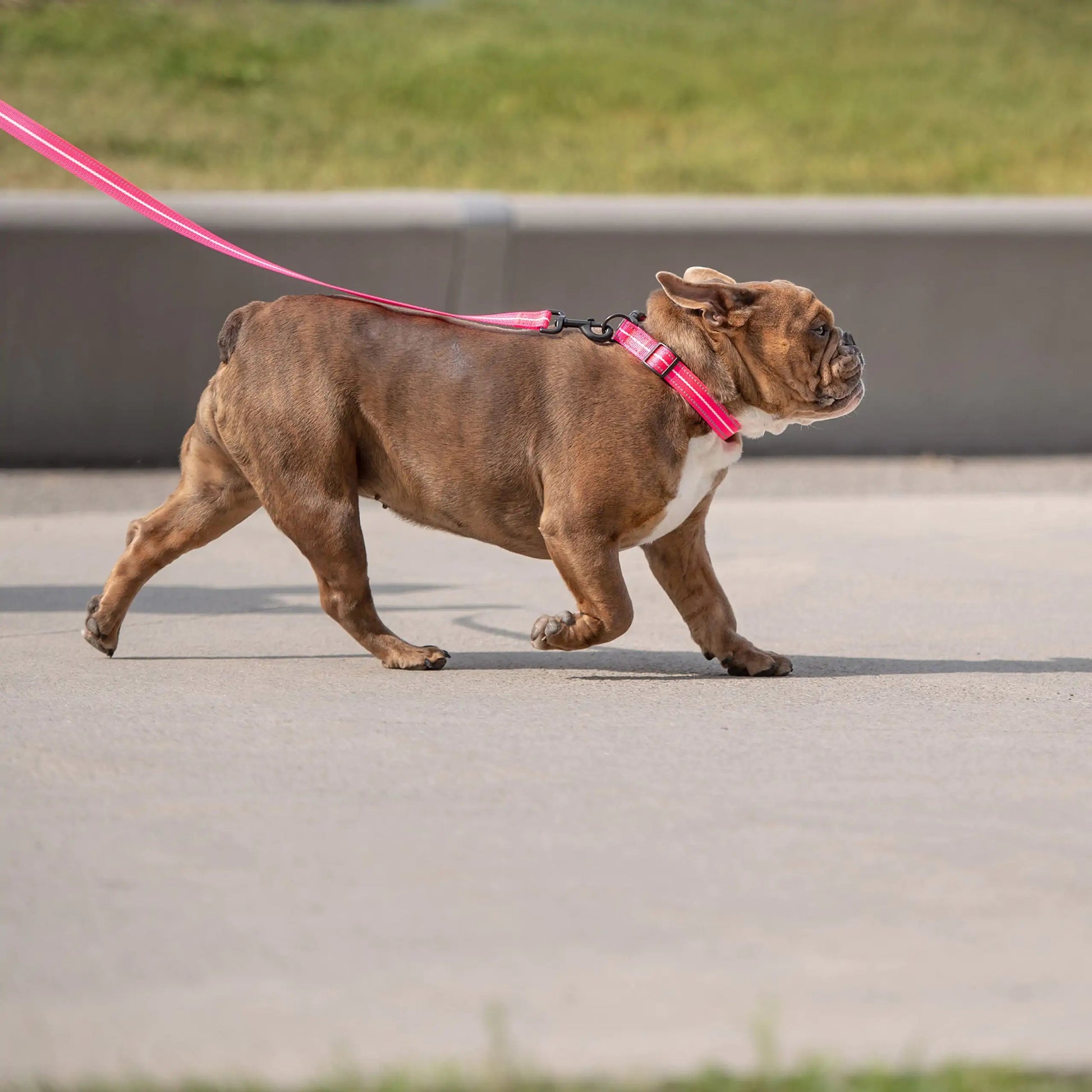 Reflective Collar - Neon Pink Anti Spier
