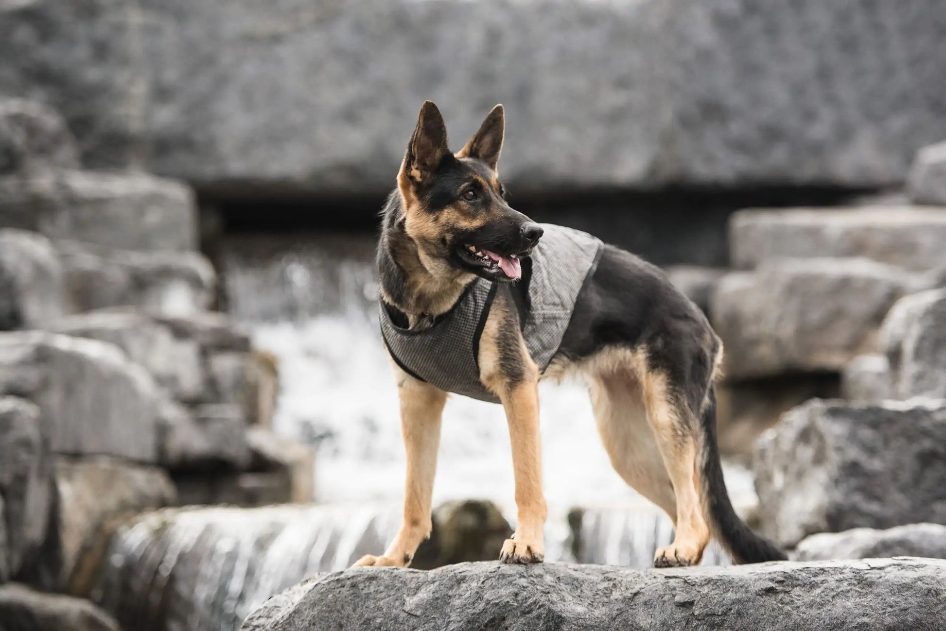 Dog Cooling Vest Anti Spier
